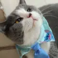 小肥羊 profile picture